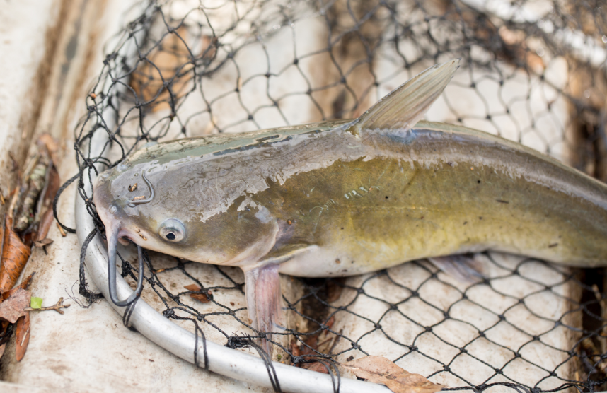 How to Catch More Catfish: Freshwater Fishing Ultimate Beginner's Guide