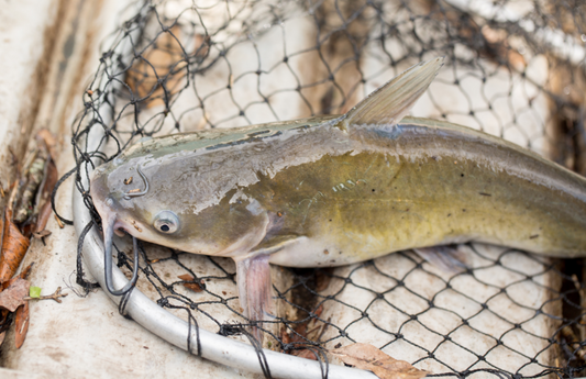 How to Catch More Catfish: Freshwater Fishing Ultimate Beginner's Guide