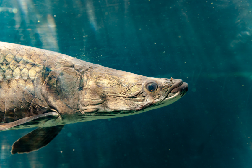 5 Of The Rarest & Hardest Fish Ever to Catch In The World: River Monsters