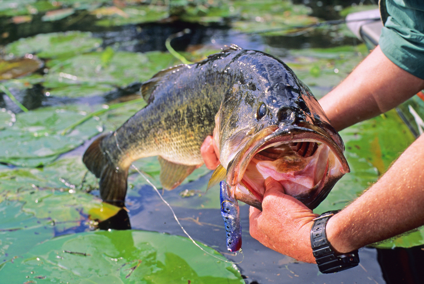 Mastering the Art of Bass Fishing: Tips, Techniques, and Must-Have Gear