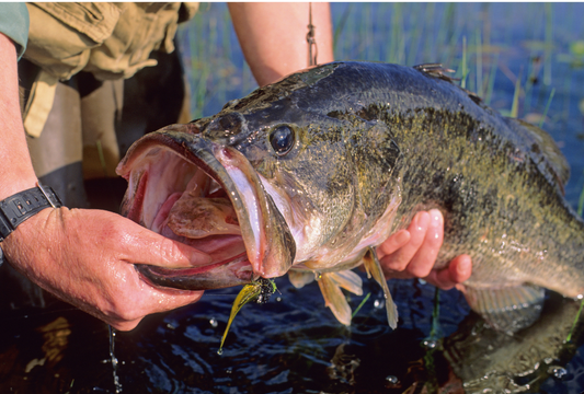 How To Fish A Ned Rig 101: Master The Art Of Ned Rig Fishing