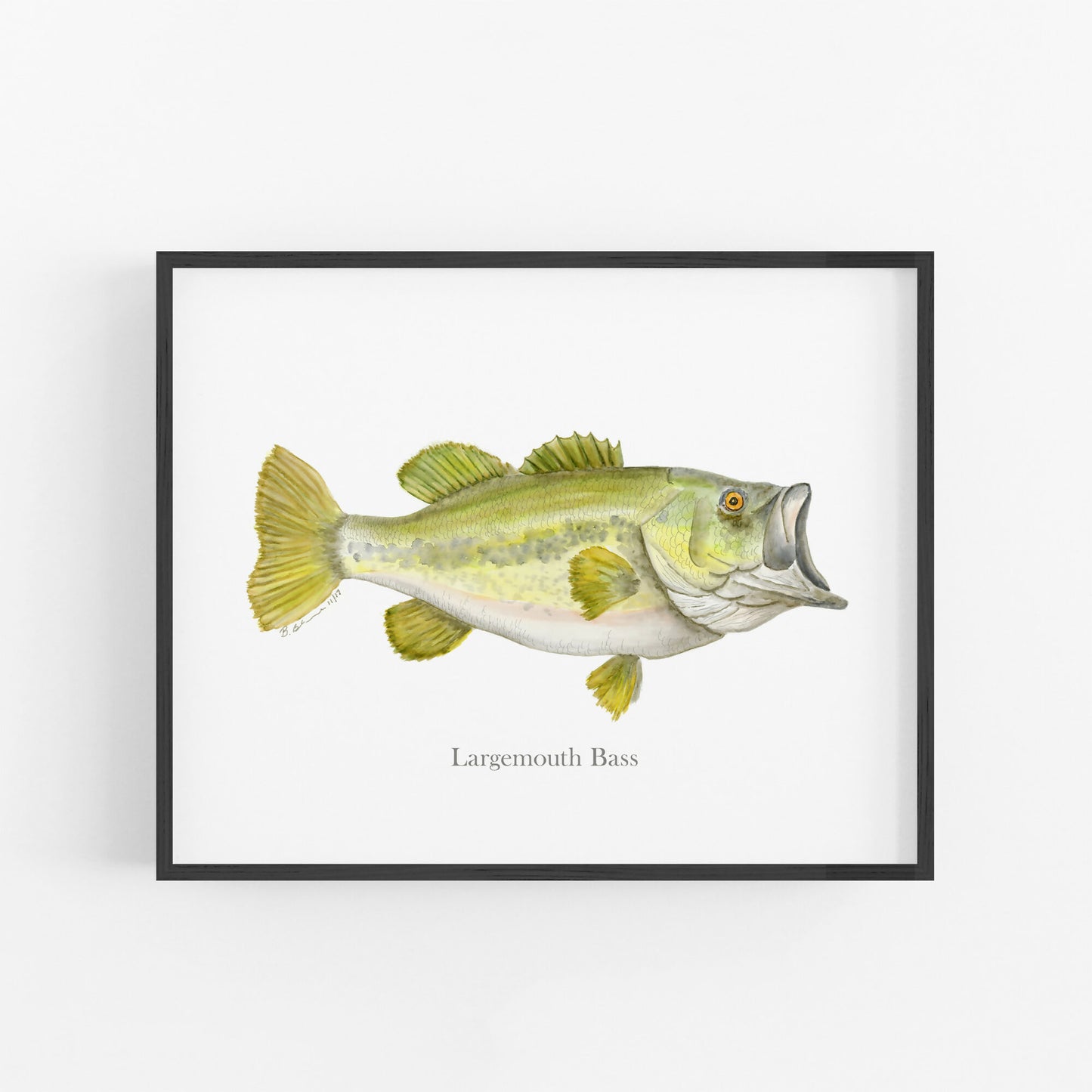 Largemouth Bass Fish Print