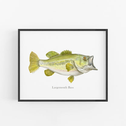 Largemouth Bass Fish Print