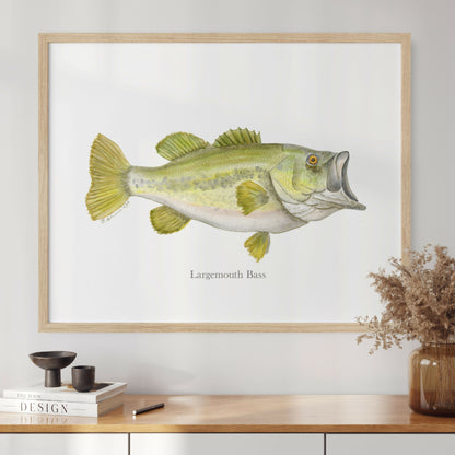 Largemouth Bass Fish Print