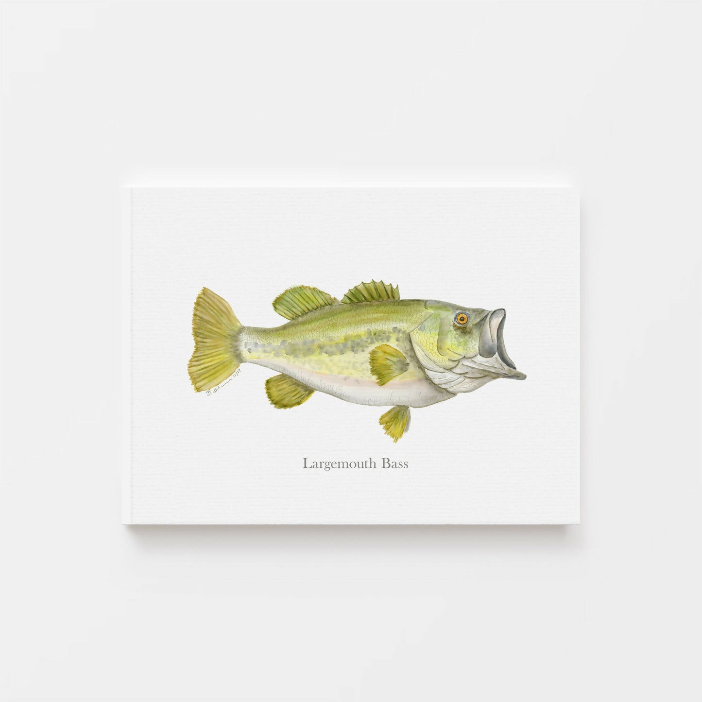 Largemouth Bass Fish Print