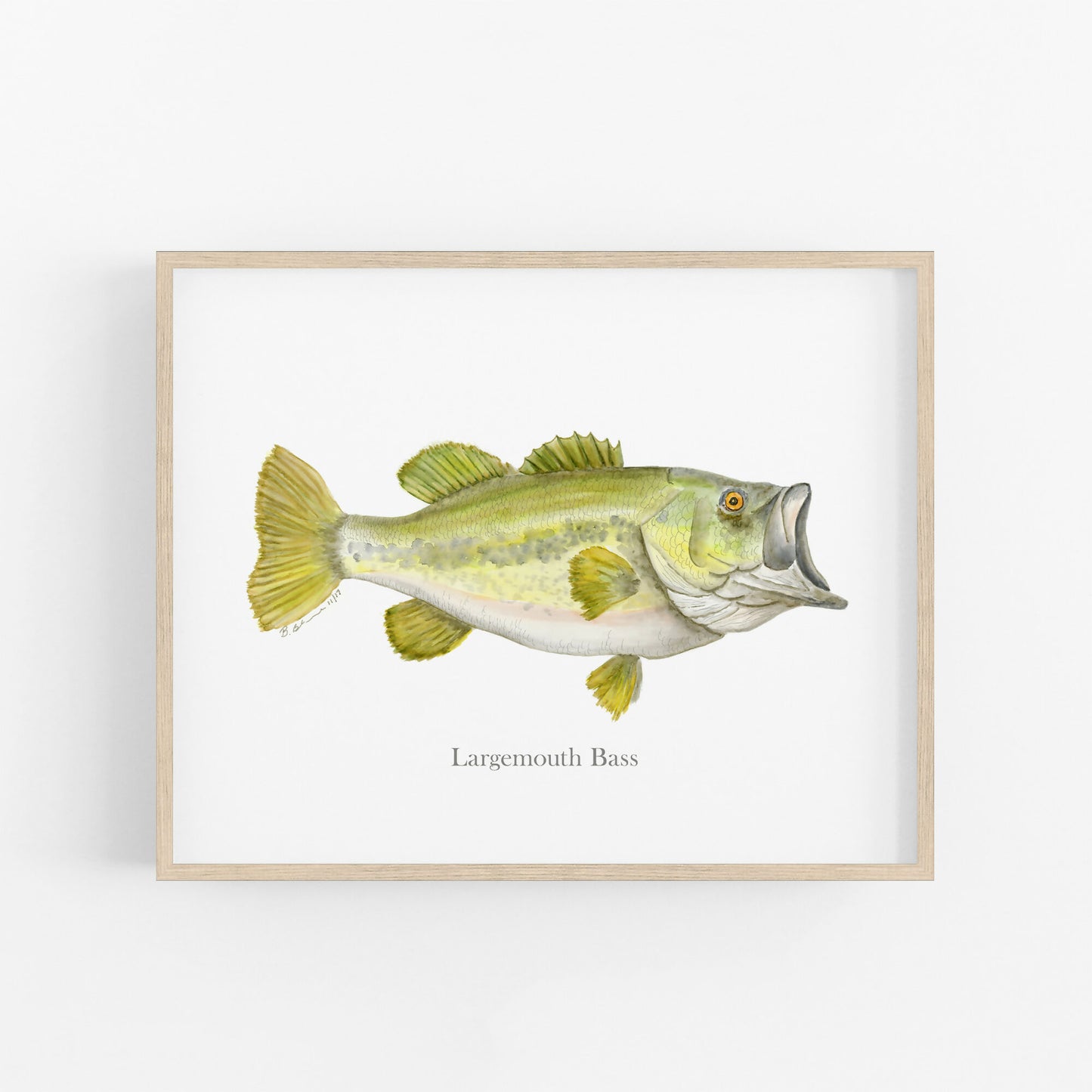 Largemouth Bass Fish Print