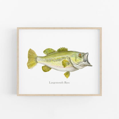 Largemouth Bass Fish Print