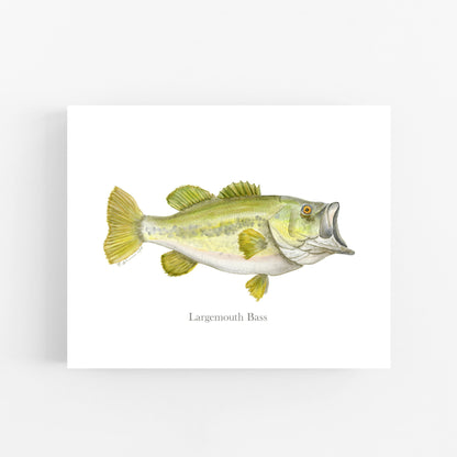 Largemouth Bass Fish Print