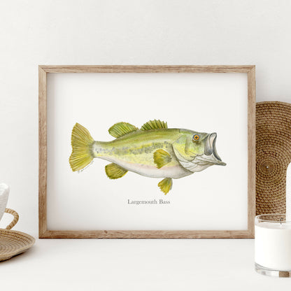 Largemouth Bass Fish Print