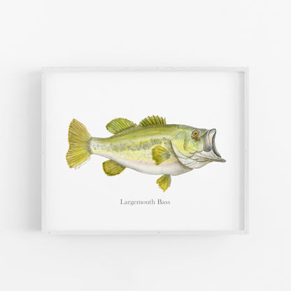 Largemouth Bass Fish Print